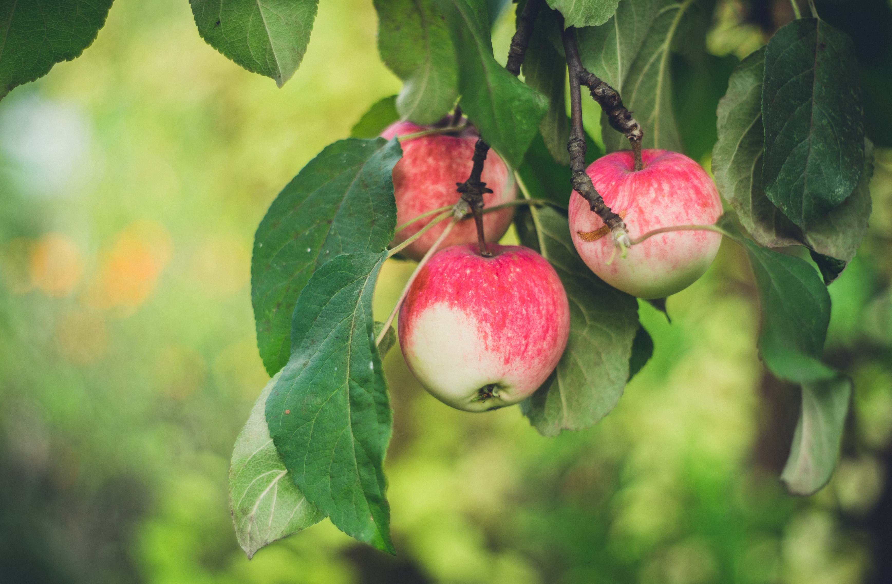 Nærbilde av epler som henger i et tre