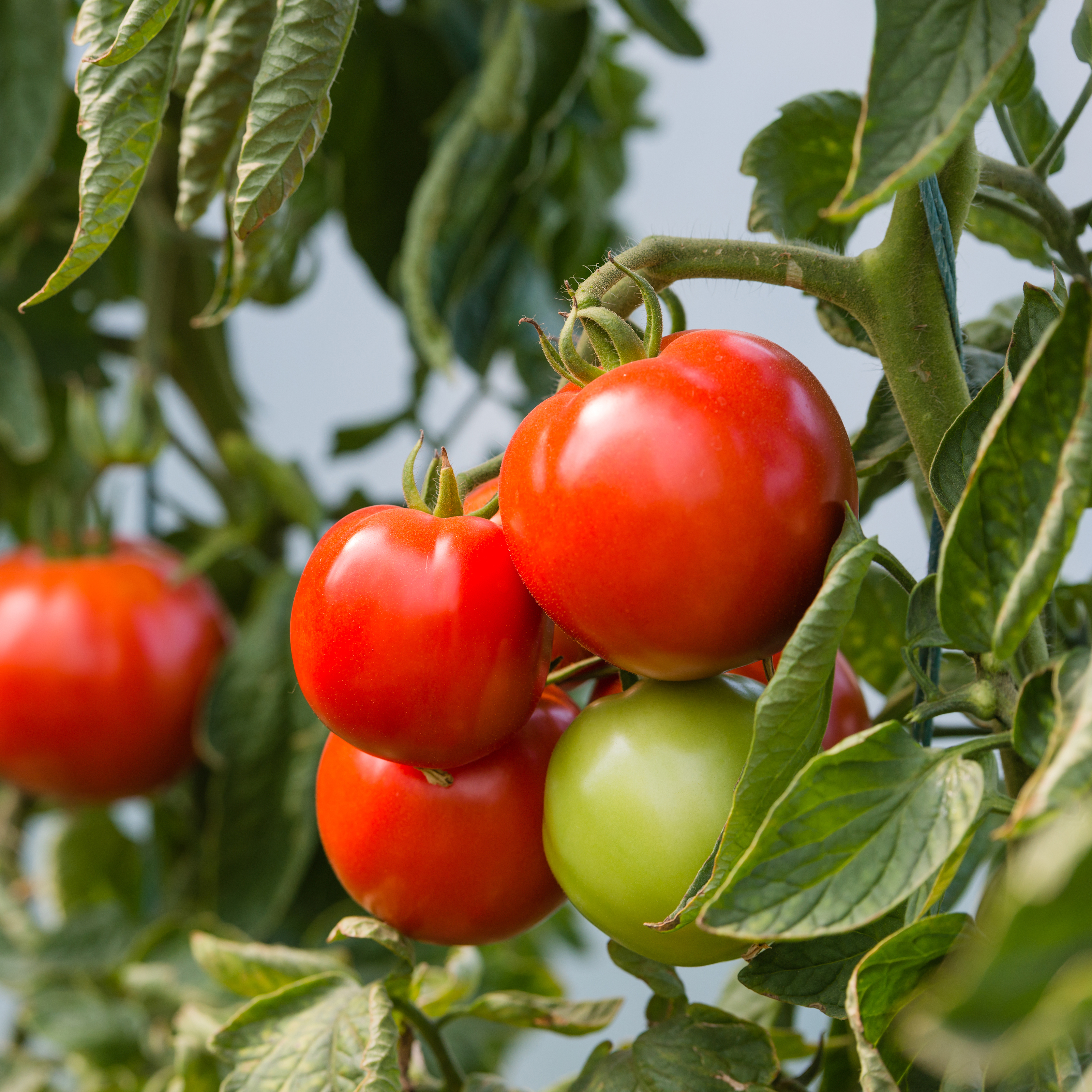 Bilde av tomater