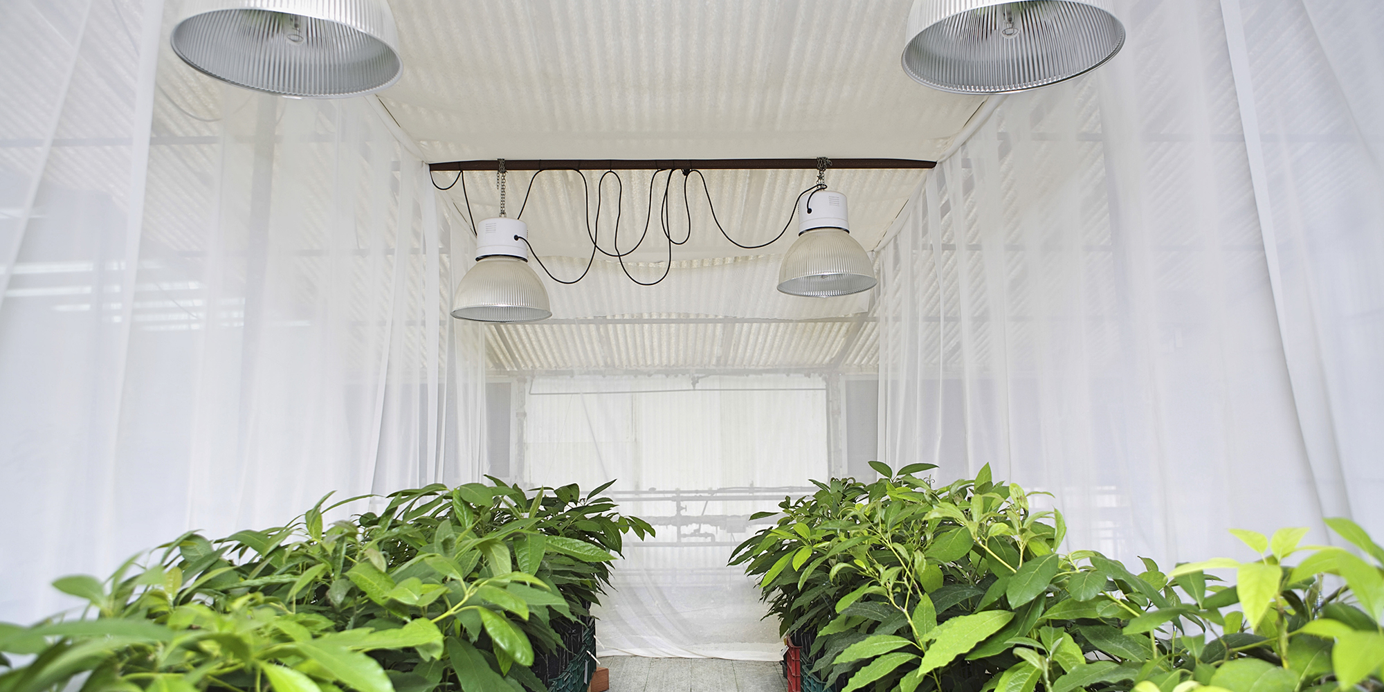 Bilde av et drivhus med gardiner rundt planter