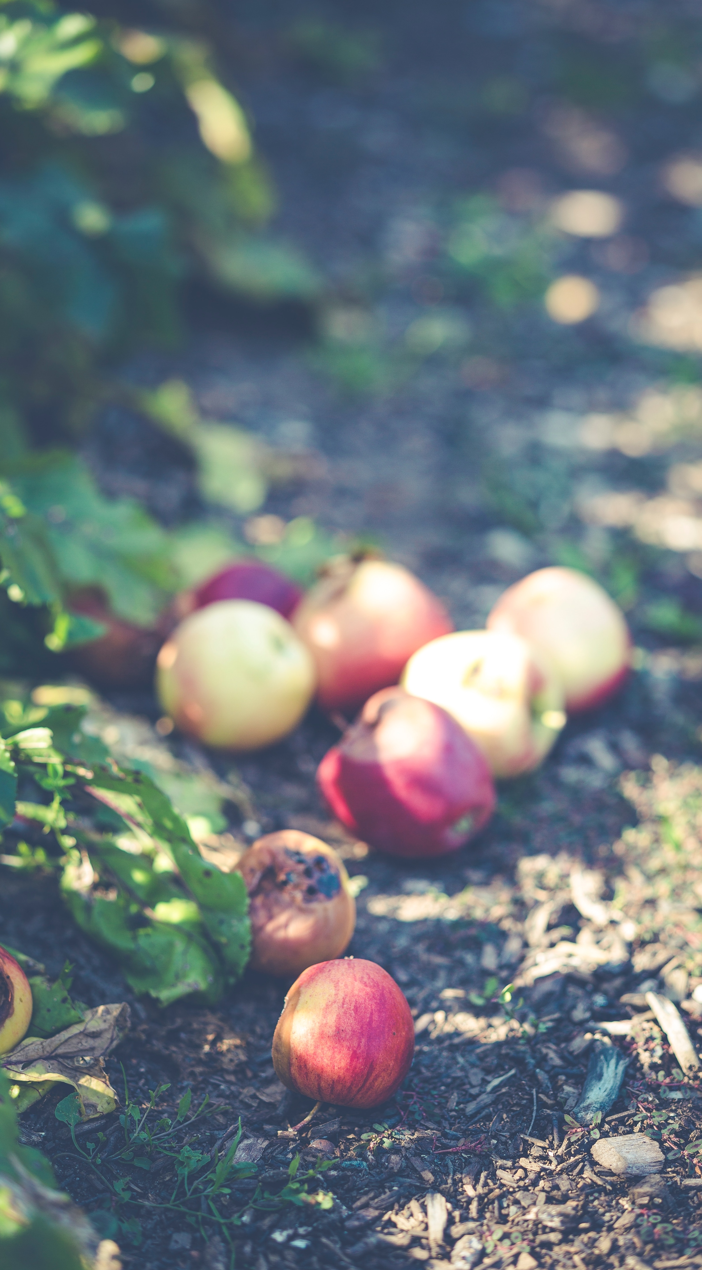 Bilde av epler som ligger strødd på bakken under epletrær
